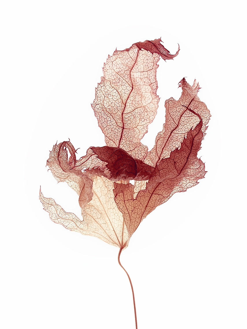 Collection of hand drawn dry autumn leaves Vector Image