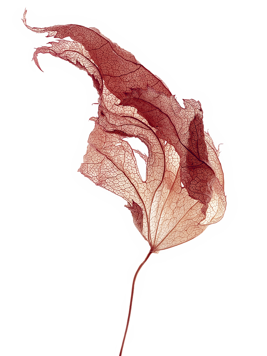 Dried leaf 3.jpg