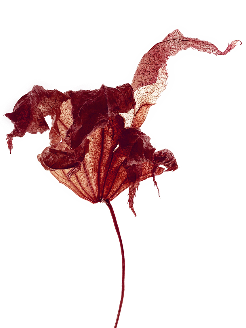 Dried leaf 4.jpg
