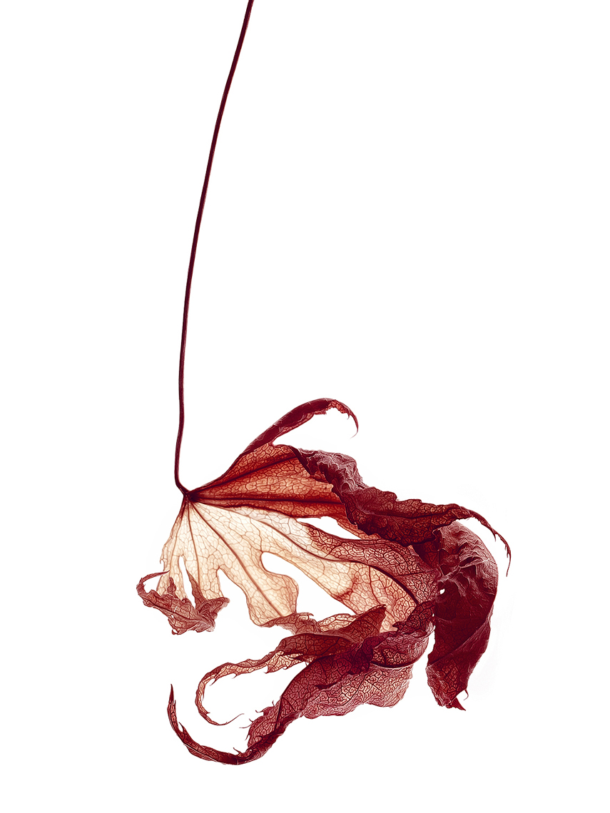 Dried leaf 5.jpg